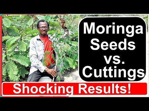 How to Grow Moringa: Seeds vs Cuttings- The Best Method Revealed!