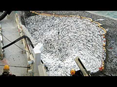 Amazing Catching Thousands Tons of Fish With Modern Big Boat - Fastest Giant Net Fishing on the sea