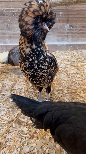 Les poules font leur grand retour ! Pondeuses et ornementales seront disponibles dès vendredi dans votre animalerie ! 🐓 #poulet #poulepondeuse #poulepadoue #SaintBrieuc #hillion #bretagne #yffiniac #lescompagnonsdessaisons #animalerie #animaux | Les Compagnons Des Saisons Yffiniac