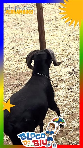 Bloco do Biu VIII on Instagram: "Expectativa: Tirar uma foto linda pro bloco. 📸✨ Realidade: Ser perseguido pelo Carneiro Chico! 🏃💨 O @blocodobiu é assim: emoção do início ao fim! E para você aguentar essa carreira (e o calor de Bezerros), nosso OPEN BAR está preparado com tudo o que há de melhor! 🍻🔥 Se liga no que te espera no Sábado, 14 de Fevereiro: * Open Bar Premium: Budweiser, Pitú (vários sabores), Vodka Smirnoff, Gin, e muito mais! • Kit Completo: Abadá exclusivo + Copo Personalizado