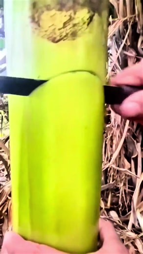 money in the banana tree, finding cash | Finding Money