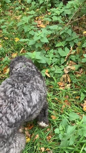 🌿 Why Do Dogs Eat Grass? Ever watched your dog wander over to a patch of grass and start grazing as if they know exactly what they’re doing? Many people worry or try to stop them — but this behaviour is actually one of the most natural instincts dogs have. In nature, animals know how to support their bodies. Wolves, foxes and wild dogs all graze on grasses and herbs, and our domestic dogs still carry that same natural wisdom. Grass contains chlorophyll, enzymes, trace minerals, and even tiny am