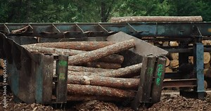 Wood trunk sorting conveyor belt in lumber industry