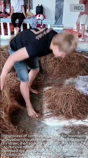 Straw Pressing for Mushroom Growing | Easy Method #video #viral #creative #technology #machine