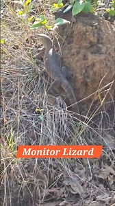 Monitor Lizard | Goira | Wild Life | Forest Creature | Real Jungle Sound |
