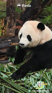 Panda savors bamboo in a fine rain, showing elegance in every bite. (Jing Jing) #HiPanda #ChengduPandaBase #PandaMoment For more panda information, please check out: https://en.ipanda.com | iPanda