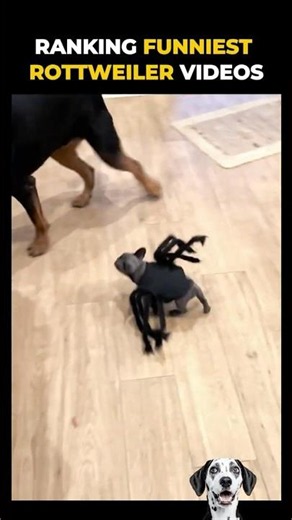 Who said Rottweilers are scary dogs? 😲 #funny #dogs #rottweiler #puppy