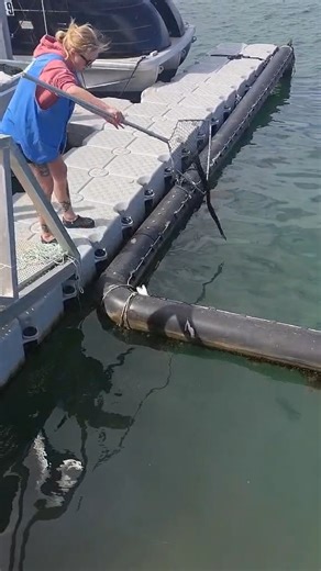 Our newest Mandurah volunteer Jamie with her first rescue. Silvergull had 2 hooks, one through bottom bill, causing it to split, with line tightly wrapped through wings and under body where it was hooked into the other wing. 😔 #birdrescue #wildlifeconservation #wildliferescue | Western Australian Seabird Rescue