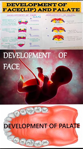 😮 Watch this & Never Forget!👉 | Development of face and development of palate#mbbs#bds#medical#reels