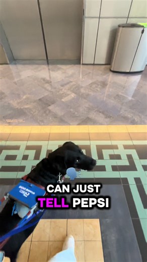 Another example of how Pepsi gives me freedom and independence #guidedog #travel