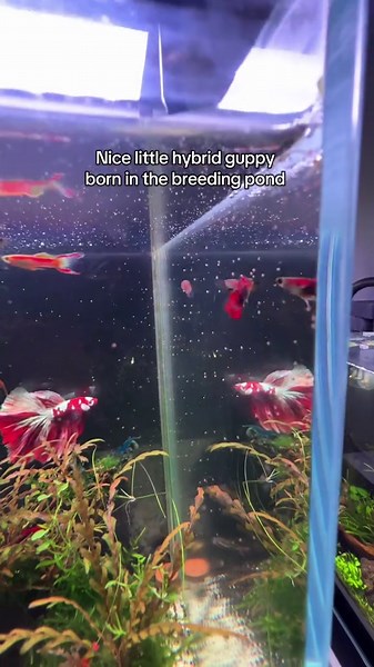 Hybrid Endler Guppy Fry Colors in Breeding Pond