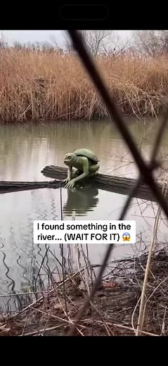 We went down to the river to check out the water levels and saw THIS. 😳 I’ve never seen a creature like this before. Is it a kappa? #foryou #caughtoncamera #scaryvideo #creepy #naturelover