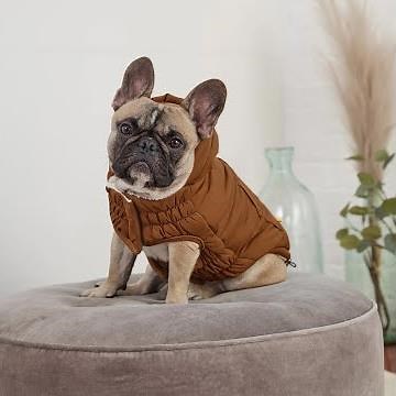 Best Dog Coats & Sweaters For French Bulldogs | Warm, Stylish Options Fit For Frenchies