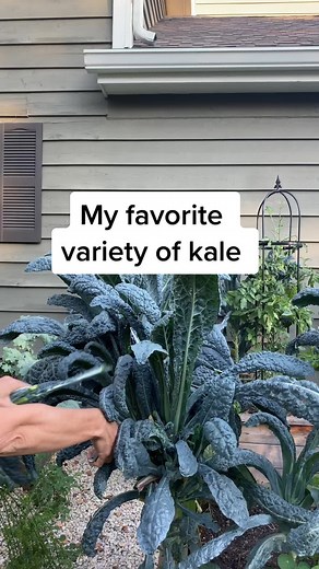 Growing Kale in an Organic Garden: Tips for Beginners