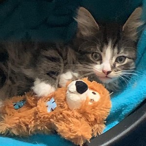 bouncyblue Schedule - Twitch