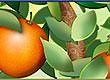 Orange Tree