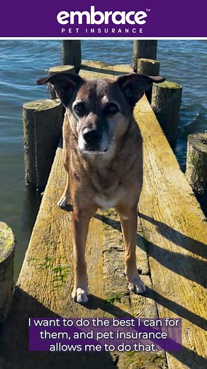 Don’t wait for the unexpected! Find out why Embrace customers were glad they had coverage in place. | Embrace Pet Insurance