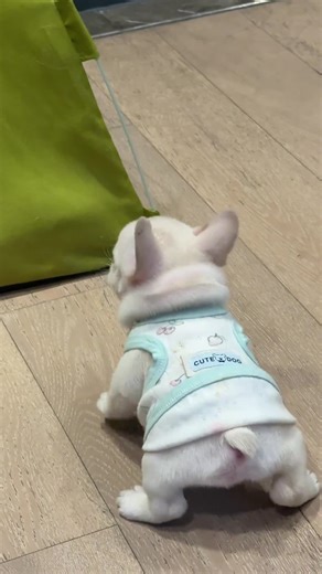 Creative Pranks: How to Steal Dog Poop Without Getting Caught