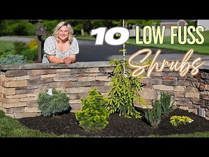10 Low Maintenance Shrubs for Year-Round Color | Create Color with Iseli Conifers!