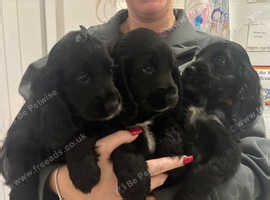 Only 1 black show cocker left can leave now