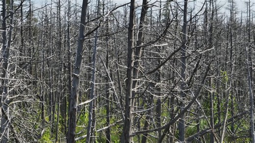 New Jersey ghost forest exposes climate change threat