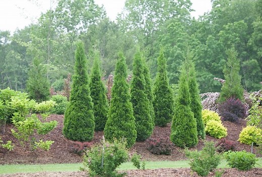 Arborvitae Trees - Types & Care - Garden Design