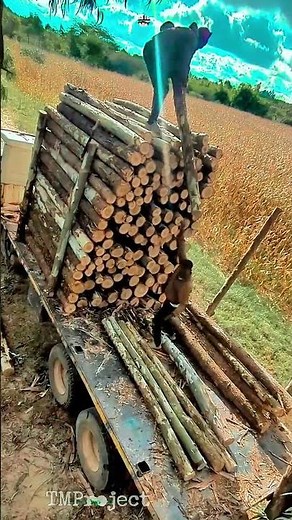 Manual Log Loading : How Workers Stack Timber Trucks Efficiently