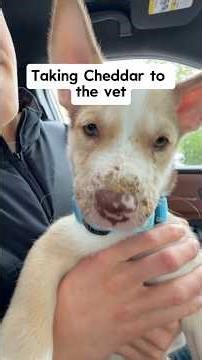 This Shelter Puppy Visit to the Vet is the Cutest