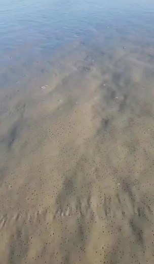 Beautiful Beach Shells: Aerial Views of Sandy Shores | TikTok
