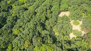 Mango Farm Garden Drone Aerial 4k Stock Footage Video (100% Royalty-free) 3465203671 | Shutterstock