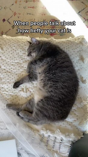 Adorable Fat Cat Videos on TikTok