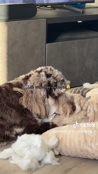 Life with a Boy Cockapoo: Overcoming Soft Bed Challenges