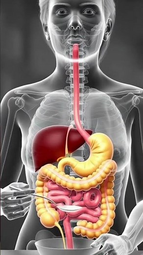Human Digestive System: 3D Anatomy Animation of Digestion Process Explained