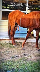 the secret journey of shire horse breeding #foaling #horsebreeding #stallion