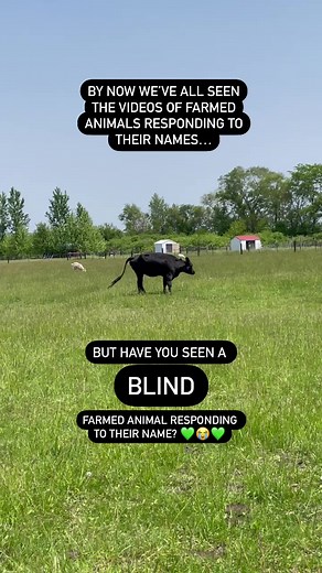 18K views · 1.5K reactions | Ellie (Belle Girl) is our hero! | Iowa Farm Sanctuary | Facebook