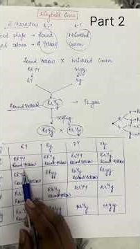 Dihybrid Cross Explained |Checker Board Method 😵 | Mendel’s Law | Part 2 #shorts #dihybridcross