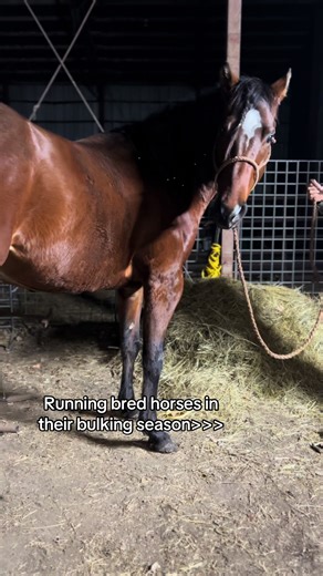 Effective Exercise Routine for Quarter Horses
