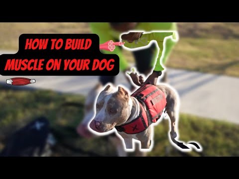 How to Build Muscle on your Dog