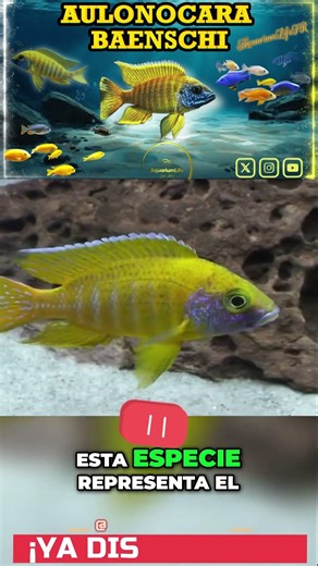 #22 Aulonocara Baenschi | Peacock Cichlid | Now Available.