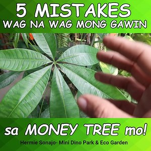 Wag na Wag mo tong gawin sa Money Tree mo! 5 Mistakes in Growing Money Tree more videos?>>>https://youtu.be/nb3gzOkqMeI | Mini Dino Park & Eco Garden