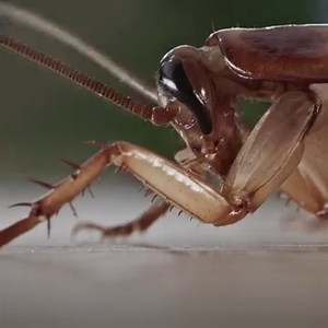 Safe when used as directed, deadly to bugs, and doesn’t offend the nose. Meet Zevo. | Zevo