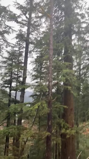 #timber #faller #logging #falling #bc #west #coast #best #coast #trending #fyp #logger #faller #red #gold #red #cedar #feller #390xp #husqvarna #old #growth #dirtyhandscleanmoney #renewableresource #tree #hugging #granola #munchin #greenpeace #greatbearrainforest #fuckianmcalister #ftrudeau #too #canada #foryou #wood #log #fiber #those #OscarsAtHome #try #wiping #your #ass #without #falling #a #tree #