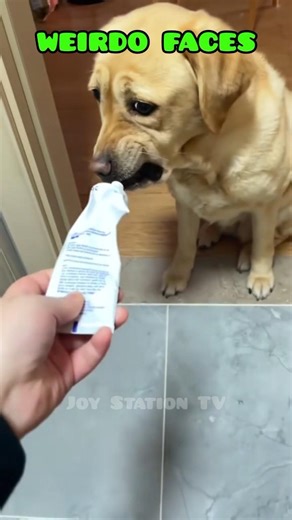 Dogs Making the Weirdest Faces #funny #dog