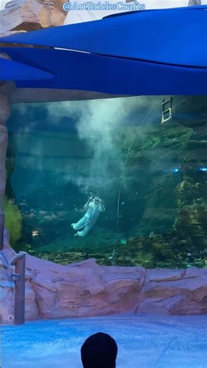 Pearl Diving Show at SeaWorld Abu Dhabi 💎🤿 #ytshorts #shortsfeed #seaworld