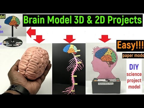 brain model for science exhibition - brain model with clay - brain model paper - diyas funplay