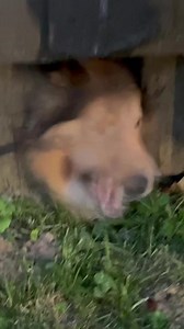 Gentleman Hounds Episode 1: Clyde Saves the Day!