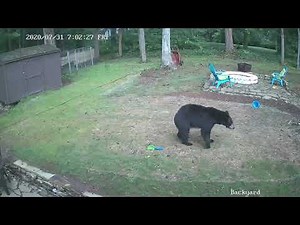 Stay Away From My Kids! Mother Bear Protects Cubs From Dogs in Backyard Face-Off