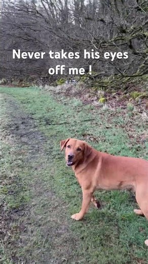 Working Dog that won’t switch off.