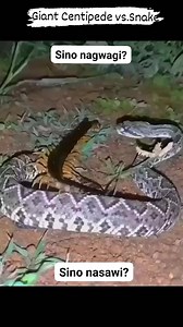 20 comments | Amazonian Giant Centipede ( made up of 27 segments, w/ 21 pairs of legs ) VS. Snake #centipede #snake #animals | Glessie Alonzo | Facebook
