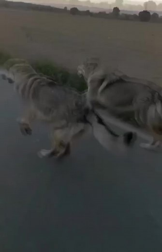 Wolves Running in the Countryside: A Captivating View